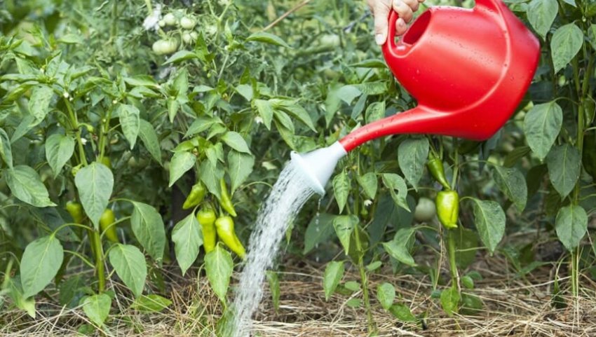 Полив перцю Полив перцю