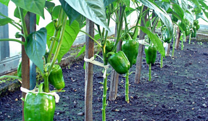 Підв'язка перцю Підв'язка перцю