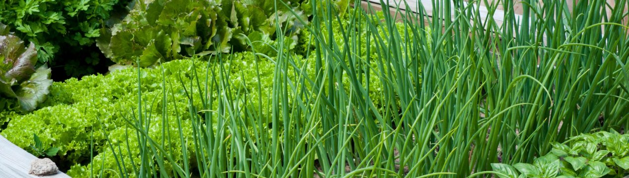 Грузія допомагає українцям пережити дефіцит зелені