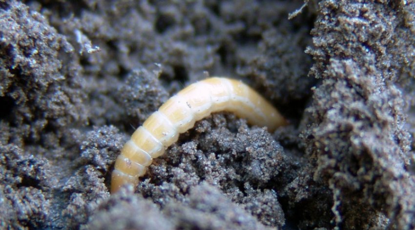 Дротянка Дротянка