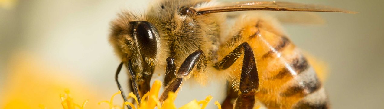 У бджолярів з'явиться своя соцмережу