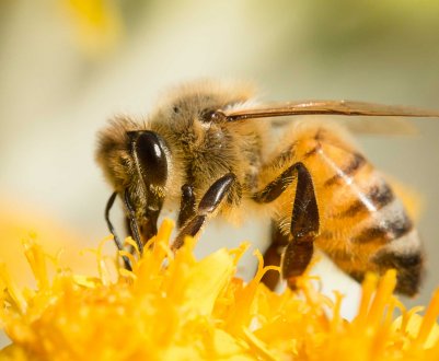 У бджолярів з'явиться своя соцмережу