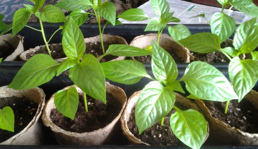 Розсада перцю
