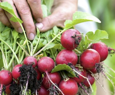 Кращі сорти редиски для вирощування в серпні