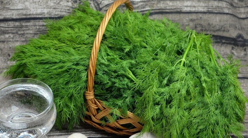 Заготівля кропу Заготівля кропу