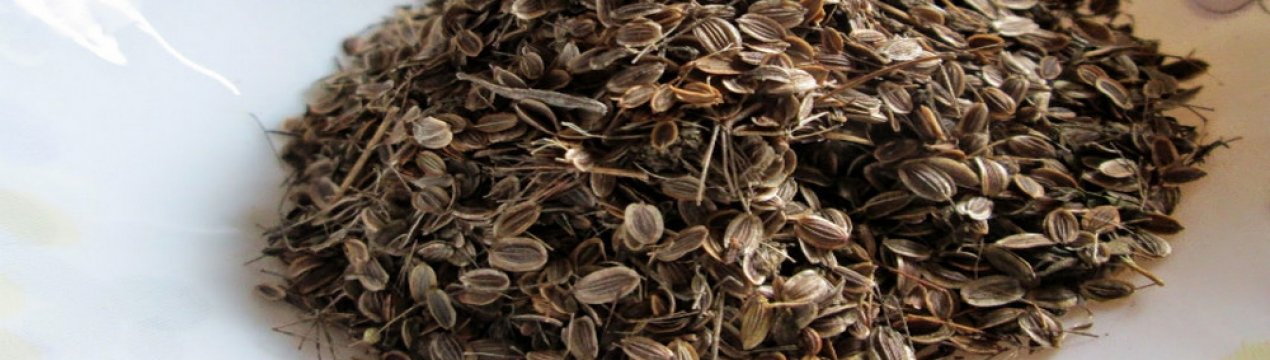 Чим корисні насіння кропу для підшлункової залози?