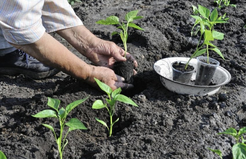 Висадка розсади у відкритий ґрунт