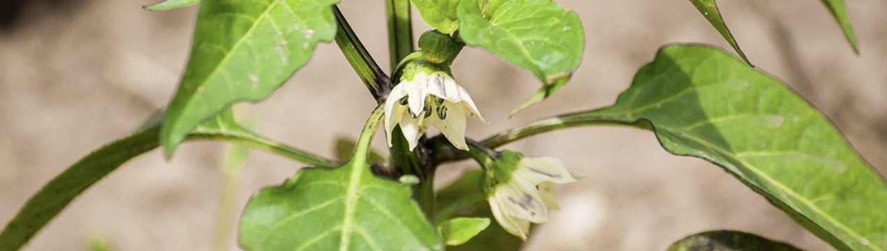 Сорт солодкого перцю Подарунок Молдови: опис, агротехніка вирощування