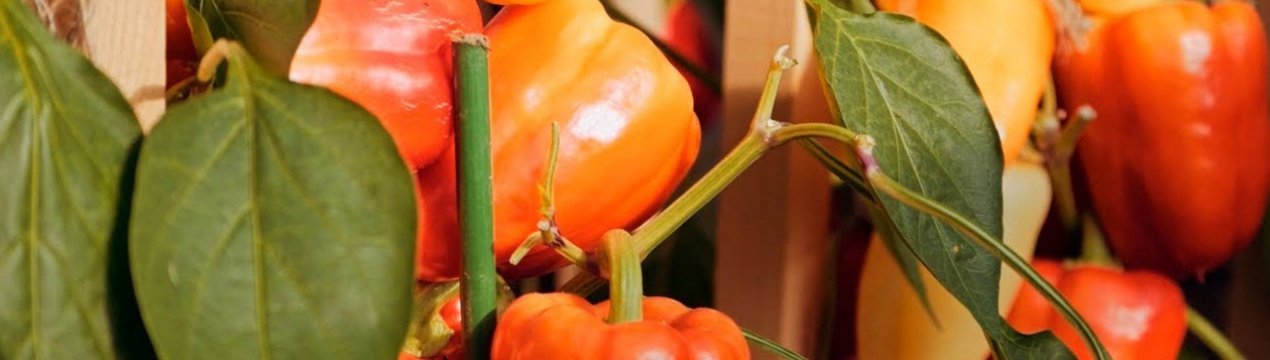 Перец Халиф: характеристика и выращивание сорта