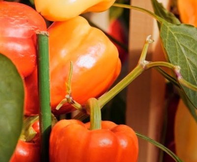 Перець Халіф: характеристика та вирощування сорту