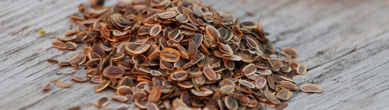 Застосування кропу при кашлі