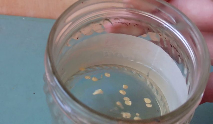 Перевірка на схожість насіння перцю