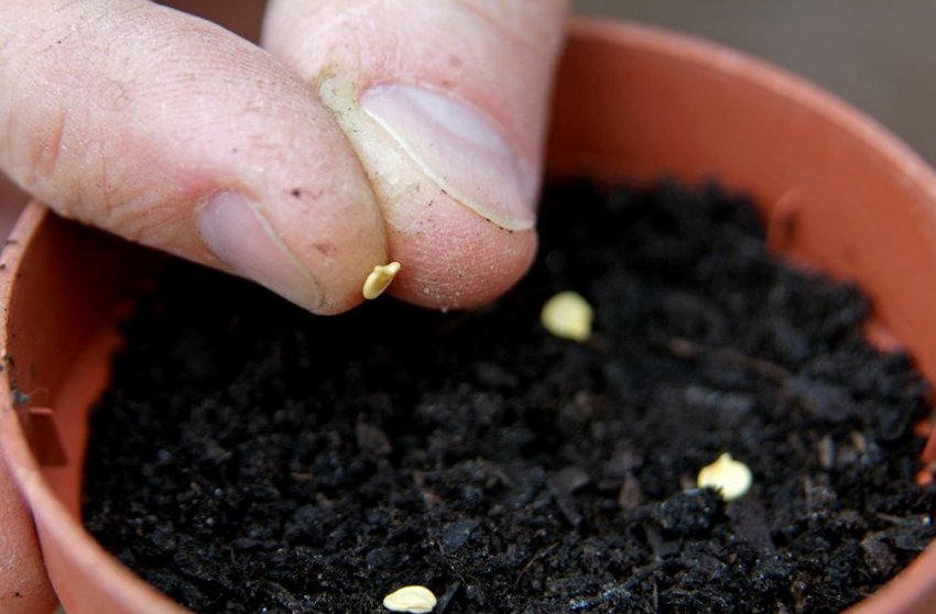 Посадка насіння перцю