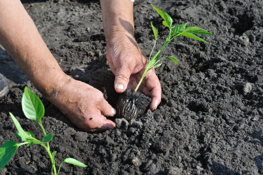 Висаджування розсади перцю