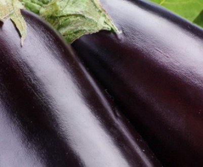 Сорт баклажанів Король Півночі: характеристика, секрети успішного вирощування