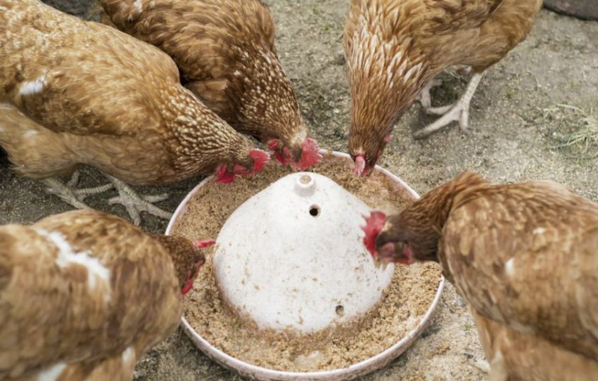 Харчування курей