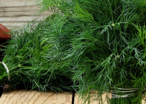 Чи можна заморожувати кріп в холодильнику