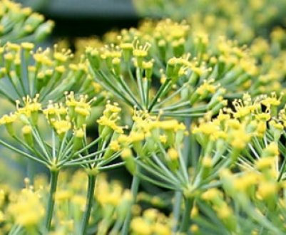 Вирощування кропу в домашніх умовах