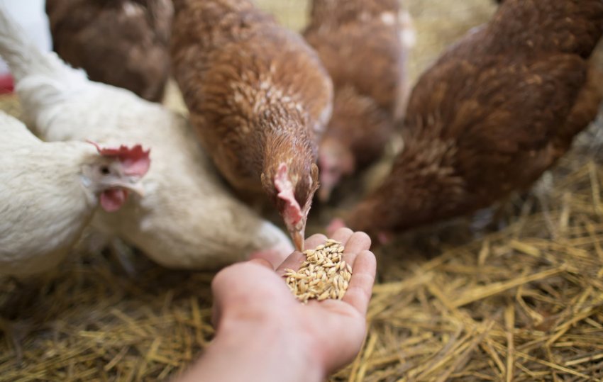 Годівля курей