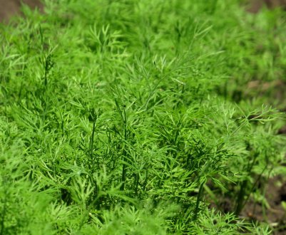 Що таке кріп: овоч або трава