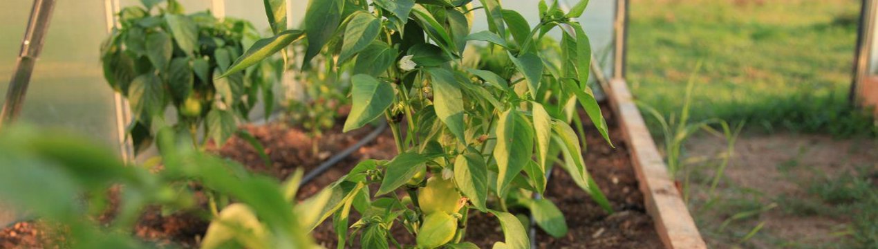 Як правильно садити перець в теплиці?