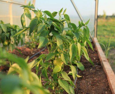 Як правильно садити перець в теплиці?