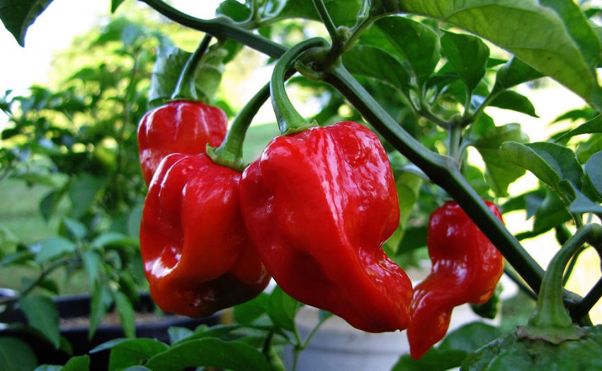 Світу Світу