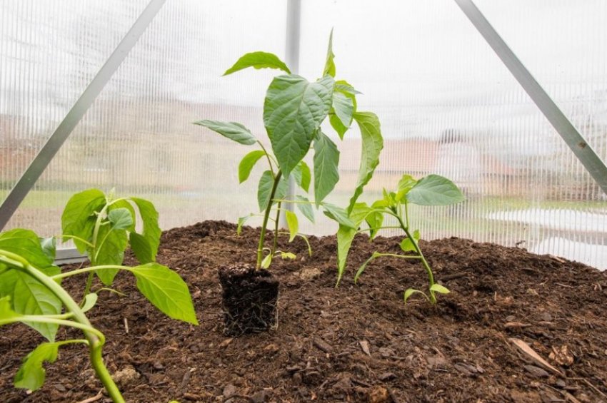 Вирощування перцю в грунті Вирощування перцю в грунті
