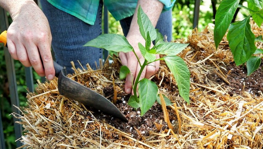 Вирощування перцю на солом'яних тюках Вирощування перцю на солом'яних тюках