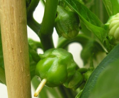 Що робити, якщо в теплиці зав'язі у перців опадають?