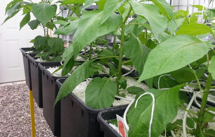Вирощування перцю в індивідуальних контейнерах Вирощування перцю в індивідуальних контейнерах
