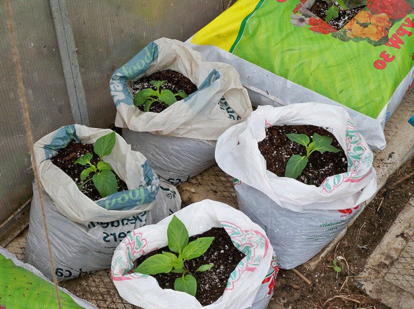 Вирощування перцю в мішках Вирощування перцю в мішках