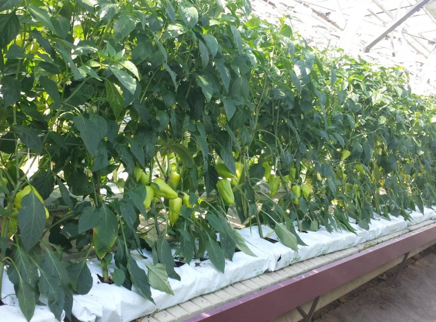 Вирощування перцю на мінеральній ваті Вирощування перцю на мінеральній ваті