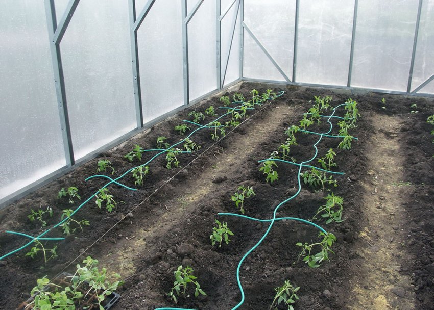 Крапельний полив перцю Крапельний полив перцю
