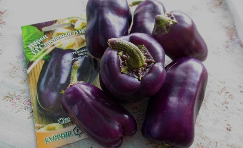 Болгарский перец фиолетового цвета польза и вред thumbnail