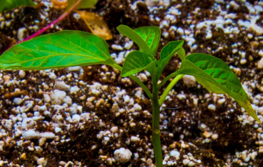 Розсада перцю Розсада перцю