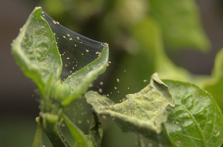 Павутинний кліщ Павутинний кліщ