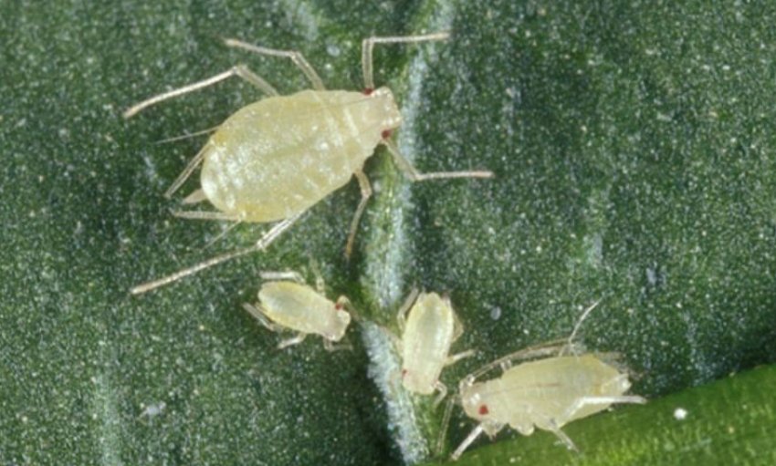 Персикова попелиця Персикова попелиця