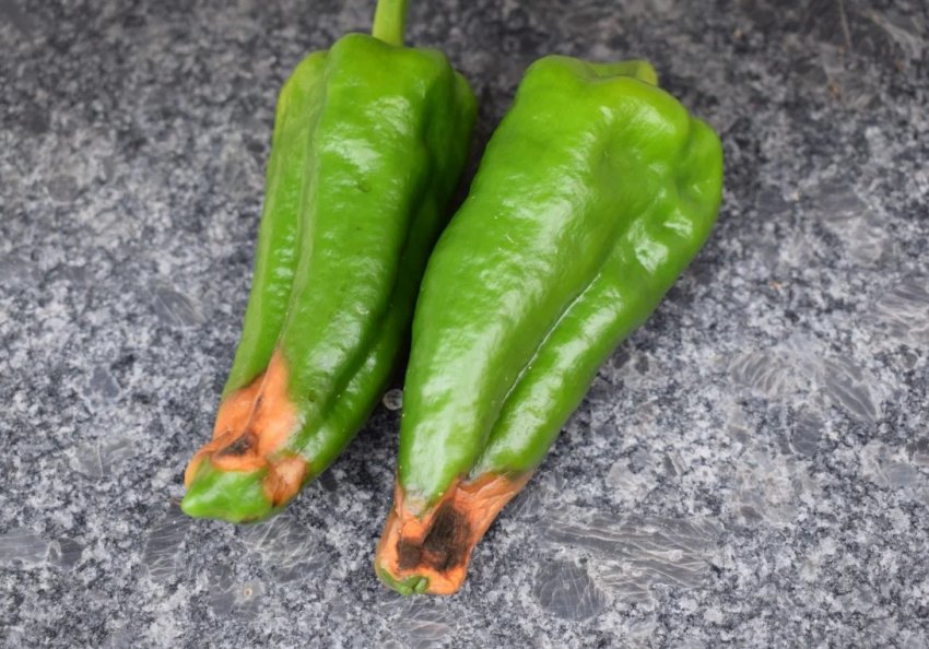 Верхівкова суха гниль Верхівкова суха гниль