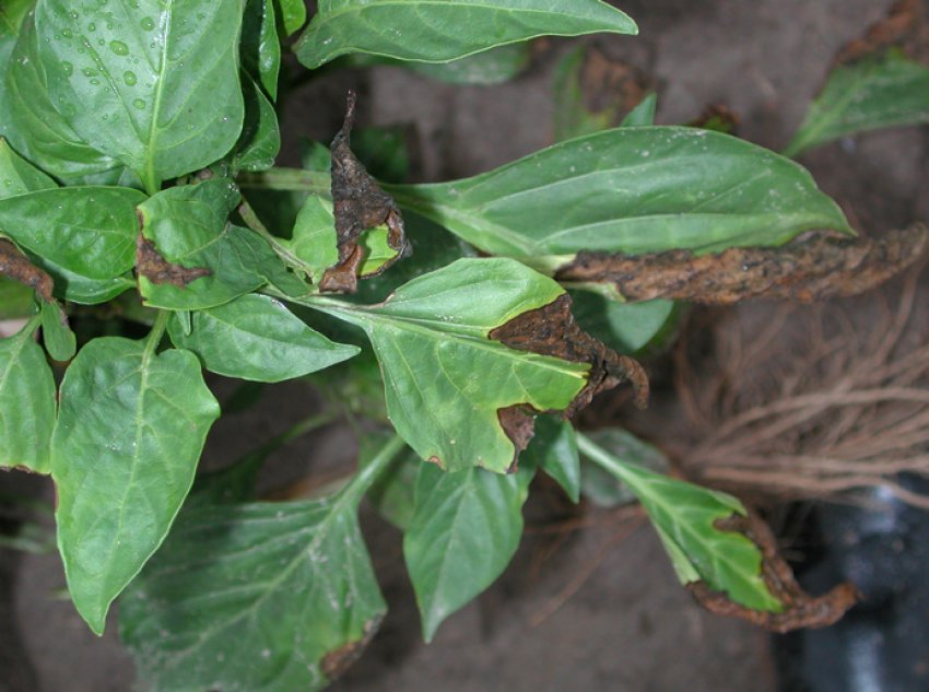 Вертициллез Вертициллез