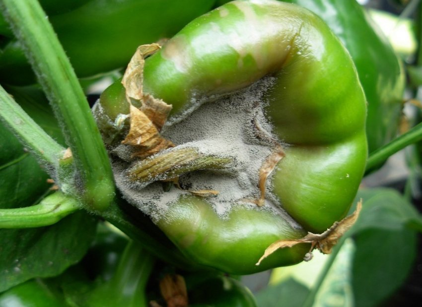 Сіра цвіль Сіра цвіль