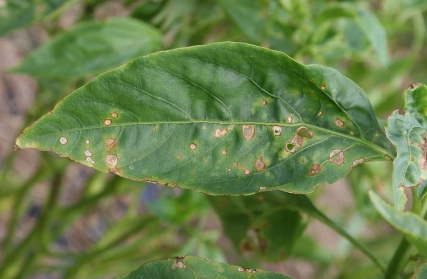 Грибкові захворювання Грибкові захворювання