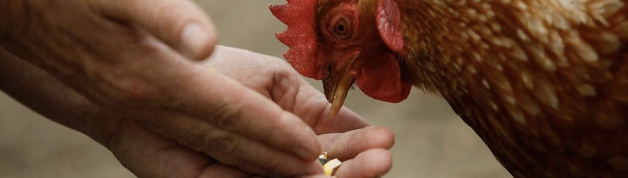 Скільки корму на добу потрібно давати курці-несушке?