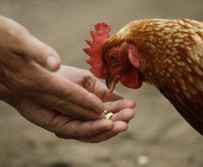 Скільки корму на добу потрібно давати курці-несушке?