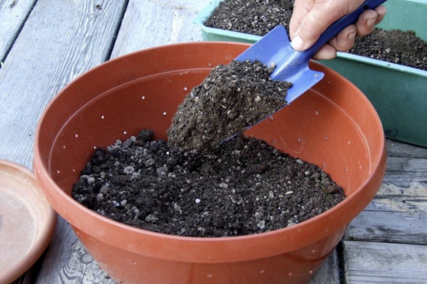 Грунт для розсади