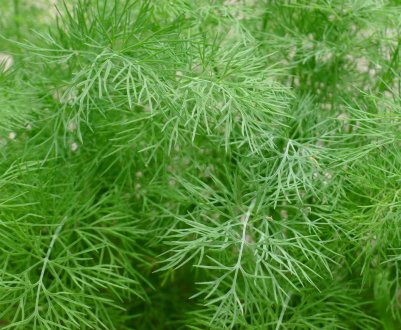 Посадка кропу у відкритий грунт влітку