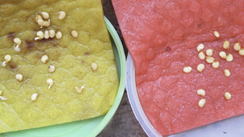 Підготовка насіння перцю