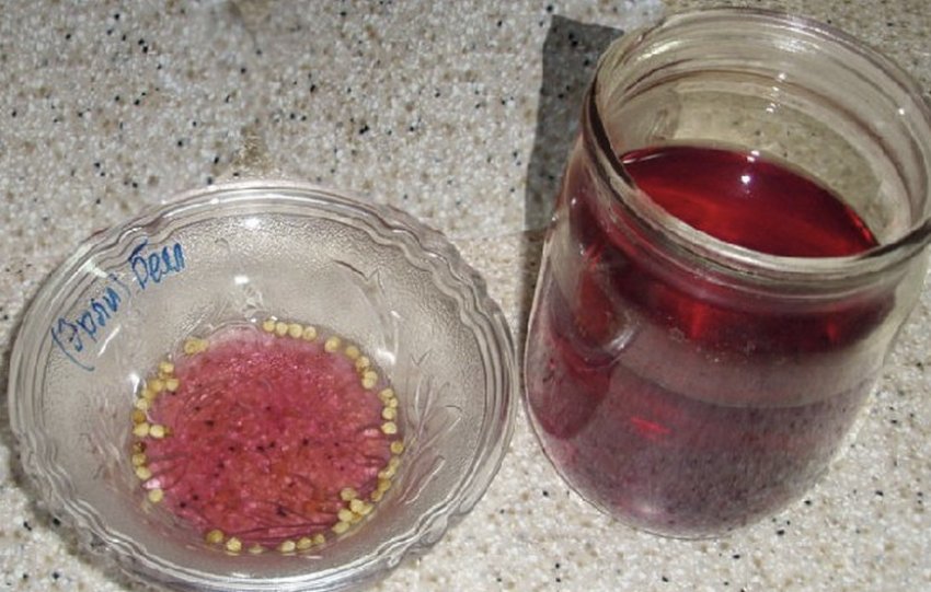 Знезараження насіння