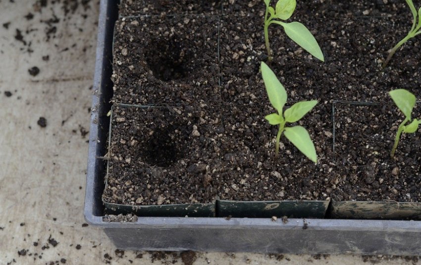 Пікіровка розсади