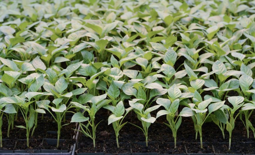 Розсада перцю